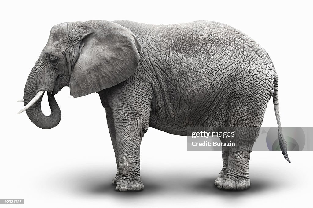 Elephant