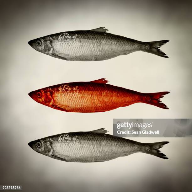 557 Red Herring Stock Photos, HighRes Pictures, and Images Getty Images