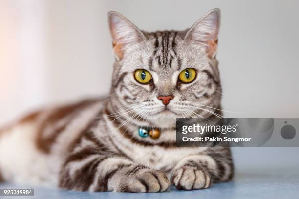 close up american short hair cat in the house. - shorthair cat stock pictures, royalty-free photos & images