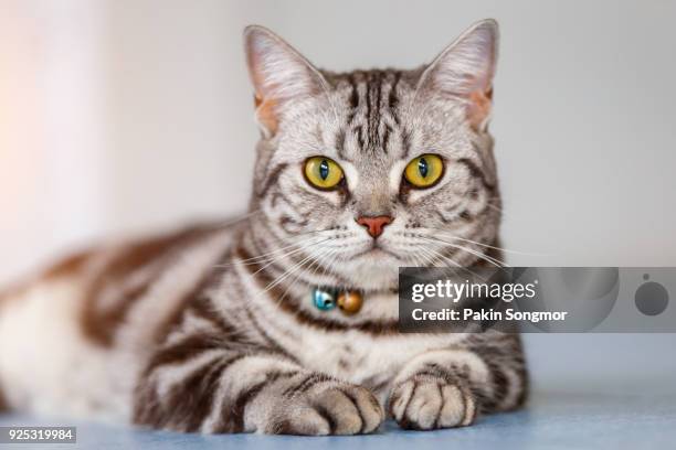 close up american short hair cat in the house. - americano de pelo curto - fotografias e filmes do acervo