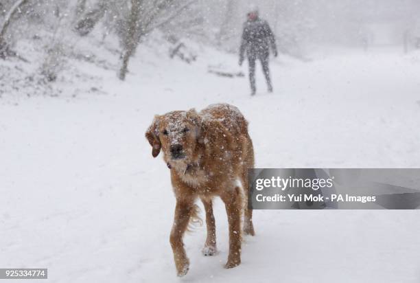 Golden Labrador dog in the Parkland Walk nature reserve in London, as heavy snow and sub-zero conditions have blighted Britain's roads, railways and...