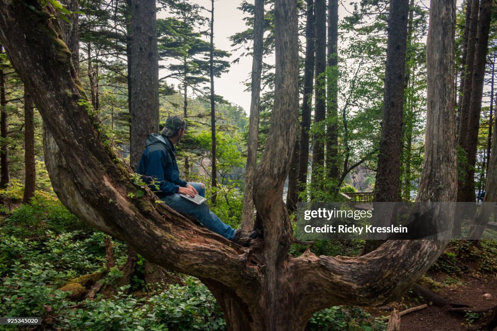 Digital Nomad Sitting In Tree