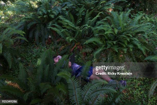 digital nomad - among ferns - hoh rainforest bildbanksfoton och bilder