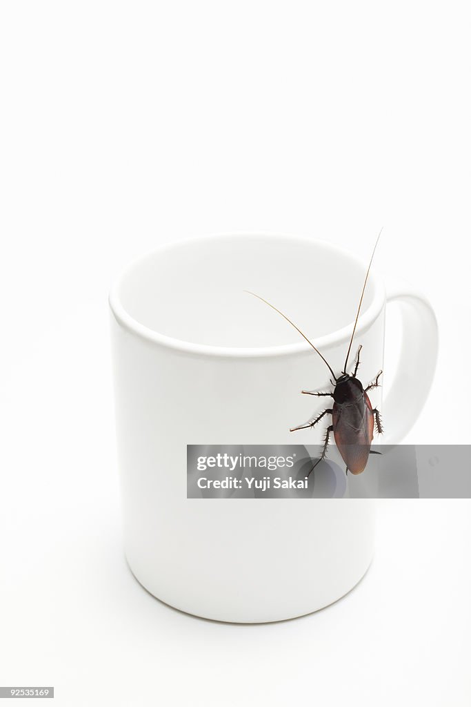 Cockroach on cup 