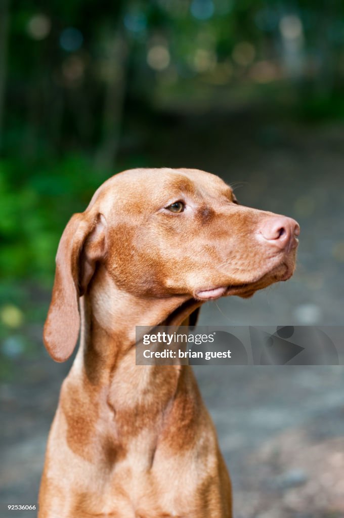 Portrait of a Hungarian Vizsla Dog