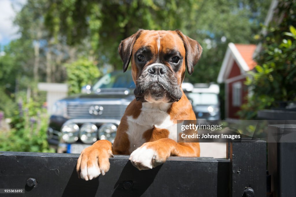 Portrait of boxer dog