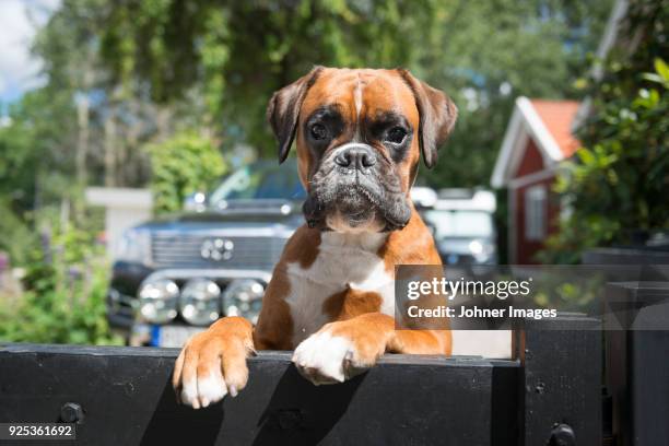 portrait of boxer dog - boxer imagens e fotografias de stock
