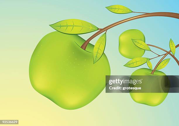 stockillustraties, clipart, cartoons en iconen met apple - fruits - granny smith appel