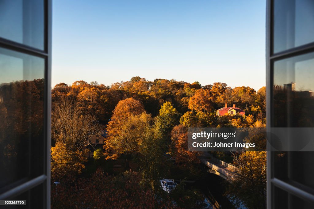 Autumn trees seen through window