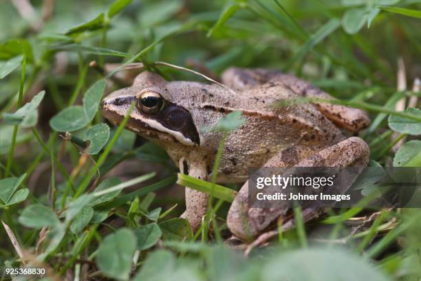 Spring Time Frog 218 Spring Frog Stock Photos, High-Res Pictures, and Images - Getty Images