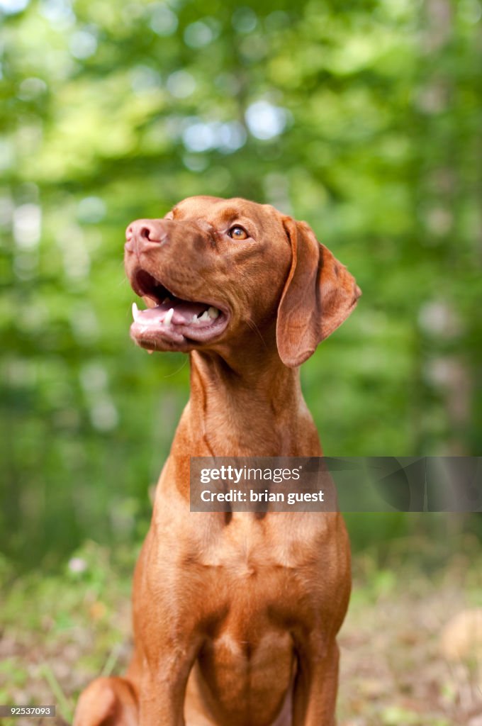 Smiling Vizsla Dog Portrait