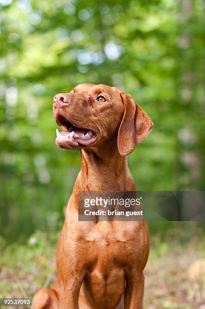 smiling vizsla dog portrait - pointer dog stock pictures, royalty-free photos & images
