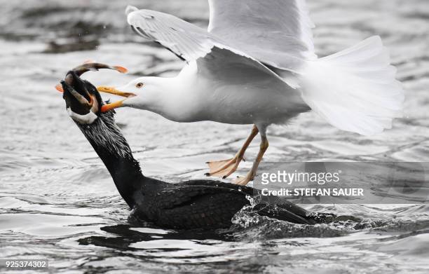 Seagull and a cormorant argue for a fish in the port of Stralsund, Germany, on February 28, 2018. / AFP PHOTO / dpa / Stefan Sauer / Germany OUT