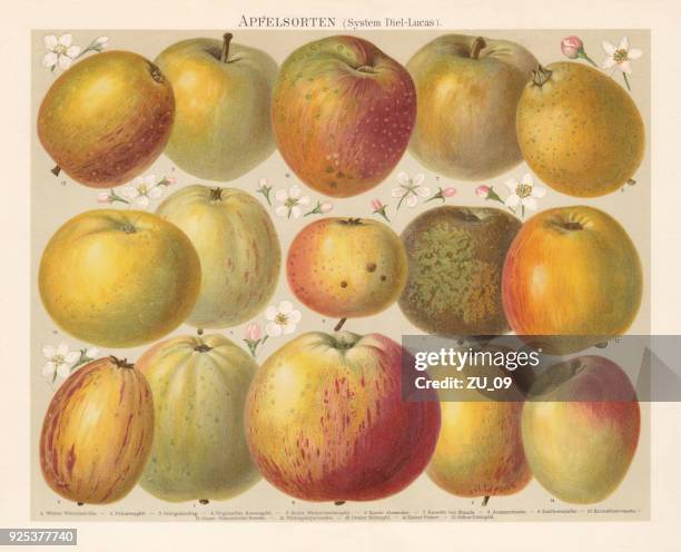 old apple cultivars, lithograph, published in 1897 - lithograph stock illustrations