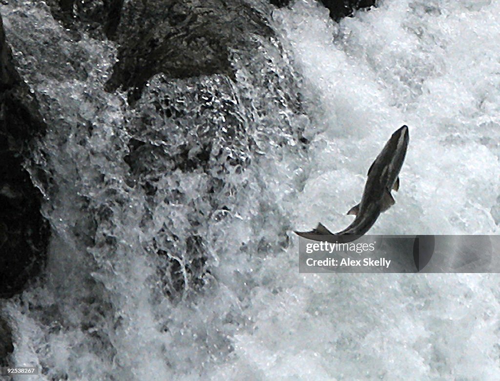 Spectacular leaping salmon