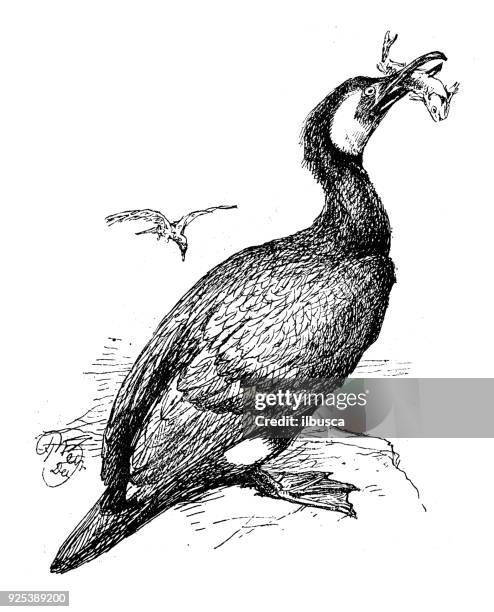 135点の鵜イラスト素材 Getty Images 135点の鵜イラスト素材 Getty Images