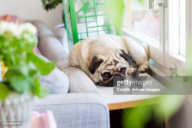 pug dog lying on chair - パグ ��ストックフォトと画像