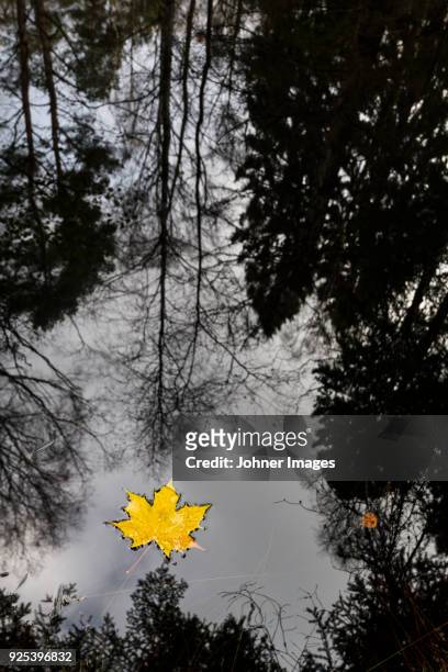 yellow maple leaf floating on water - göteborg silhouette bildbanksfoton och bilder