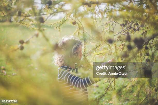 little girl and tamarack tree - tamarack stock pictures, royalty-free photos & images