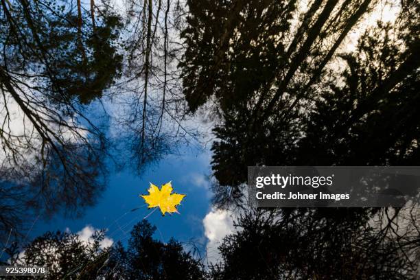 yellow maple leaf floating on water - göteborg silhouette bildbanksfoton och bilder