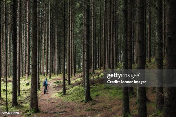 hiker in forest - västergötland stock-fotos und bilder