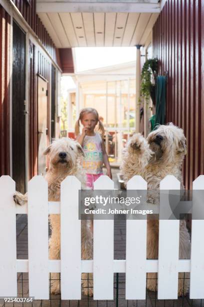 dog rearing up on gate, girl on background - porch gate stock pictures, royalty-free photos & images