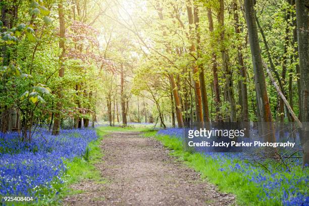 english bluebell wood in the spring sunshine - buckinghamshire fotografías e imágenes de stock