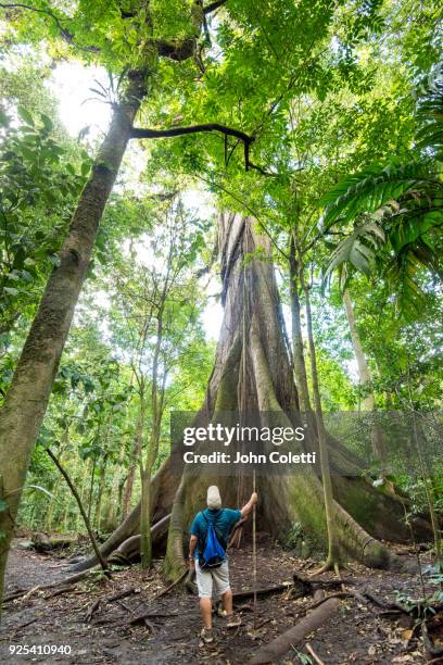 ceiba tree, arenal volcano national park, costa rica - san carlos stock pictures, royalty-free photos & images