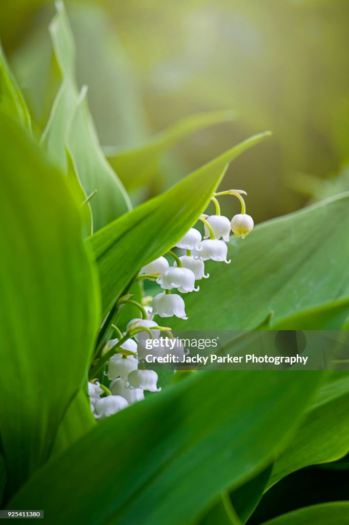 Close-up image of the spring flowering, bell-shaped white flowers of Lily of the valley also known as Convallaria majalis