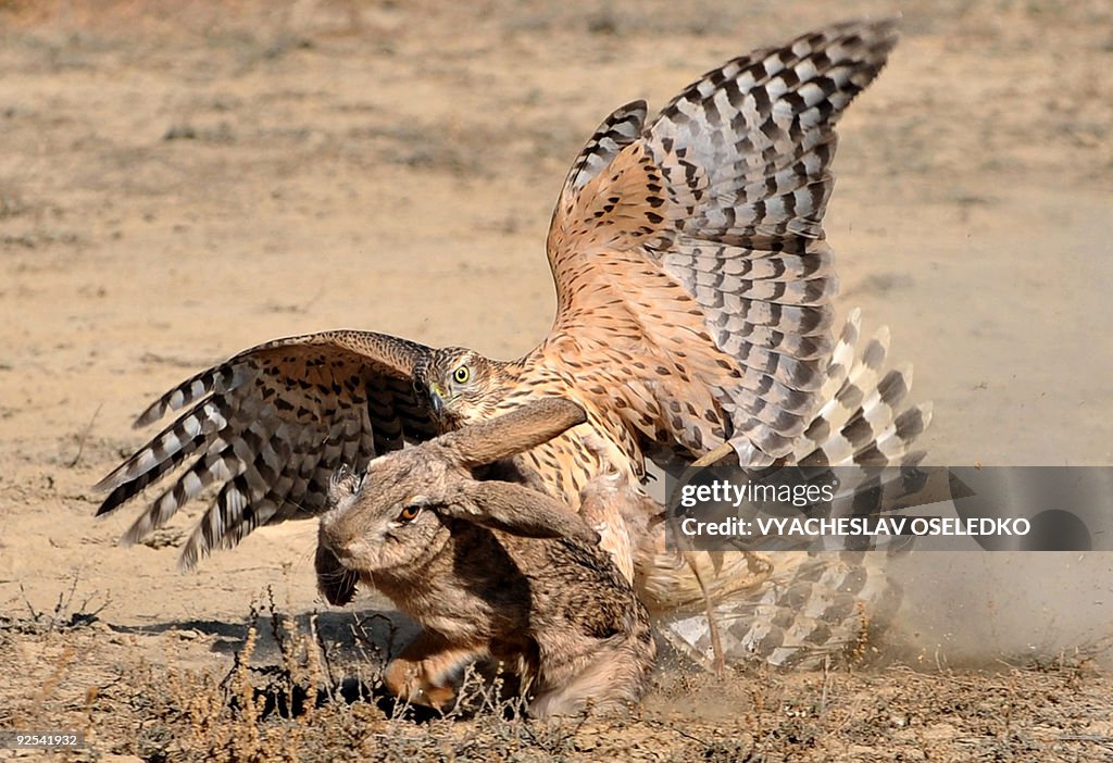 A hunting bird chases and catches its pr