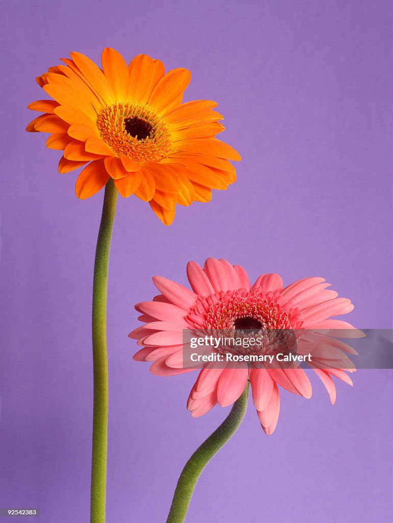 Orange and pink gerbera flowers, purple background