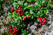 berry cranberries and moss in the forest