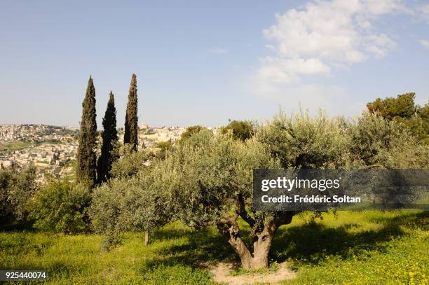 Gethsemane is an urban garden at the foot of the Mount of Olives in Jerusalem, most famous as the place where Jesus prayed and his disciples slept...