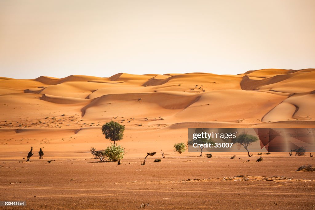 Bäume in der Wüste Wahiba Sand des Sultanats von oman