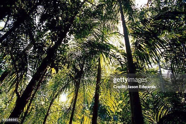 berry springs, northern territory, australia. - photosynthesis fotografías e imágenes de stock