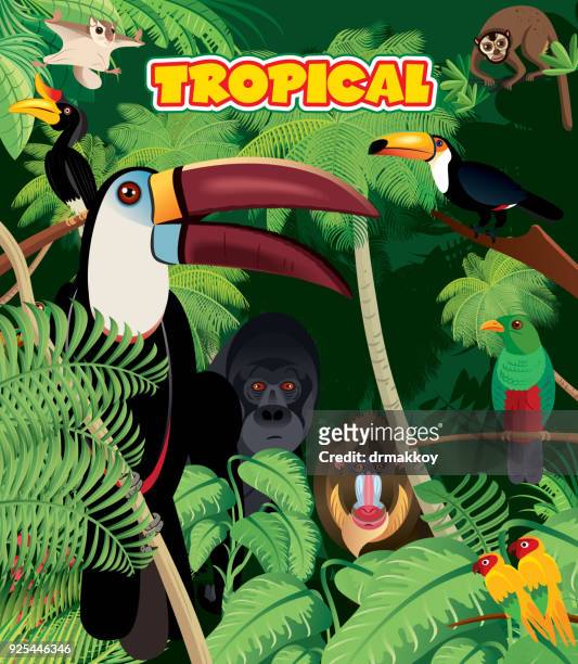 tropical rainforest - rainbow lorikeet stock illustrations