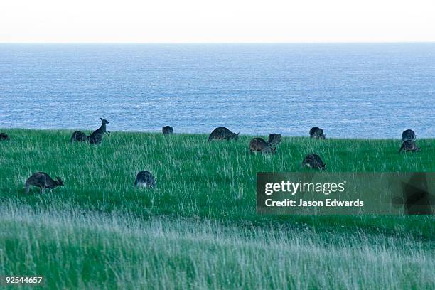 bells beach surfing recreation reserve, surf coast, victoria, australia. - bass strait stock pictures, royalty-free photos & images