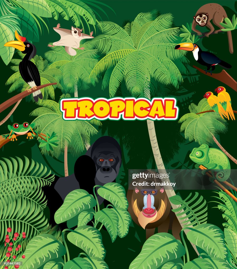Tropical rainforest