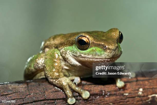 healesville sanctuary, victoria, australia. - foot wart stock pictures, royalty-free photos & images