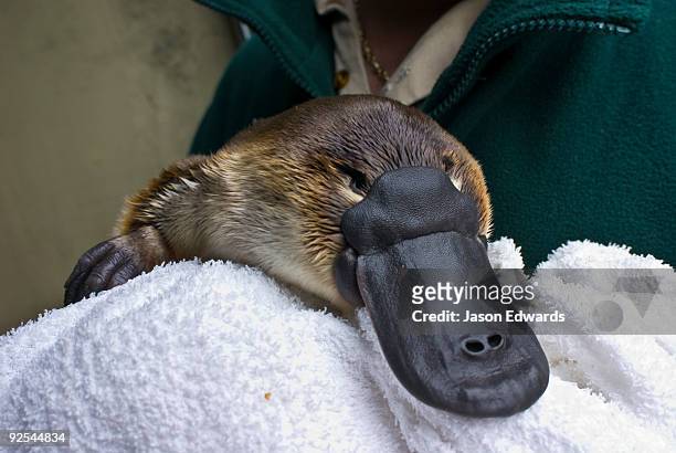 514 Duck Billed Platypus Photos and Premium High Res Pictures - Getty Images