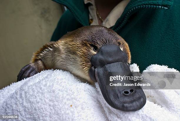 healesville sanctuary, victoria, australia. - platypus stock pictures, royalty-free photos & images