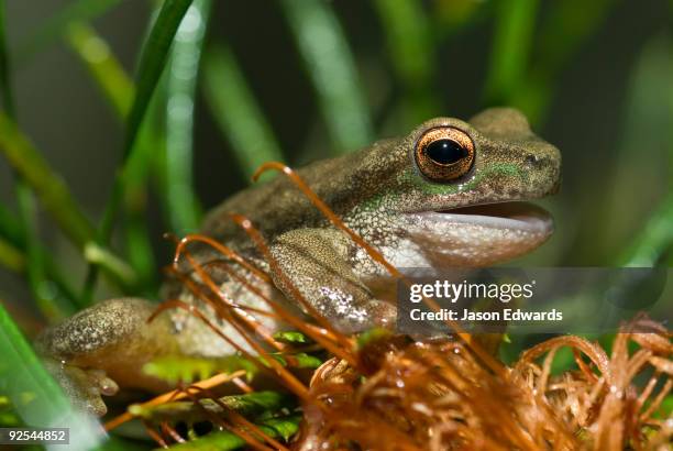 healesville sanctuary, victoria, australia. - in gefangenschaft aufgezogen stock-fotos und bilder