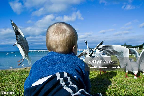 portsea, victoria, australia. - baby seagull stock pictures, royalty-free photos & images