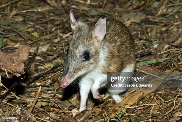 25,638 Marsupial Photos and Premium High Res Pictures - Getty Images 25,638 Marsupial Photos and Premium High Res Pictures - Getty Images