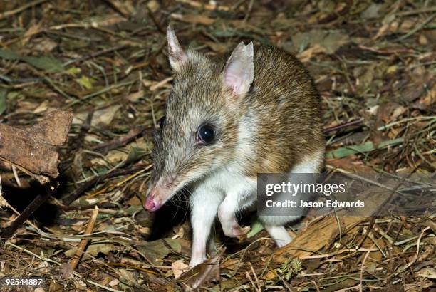 healesville sanctuary, victoria, australia. - marsupial stock pictures, royalty-free photos & images