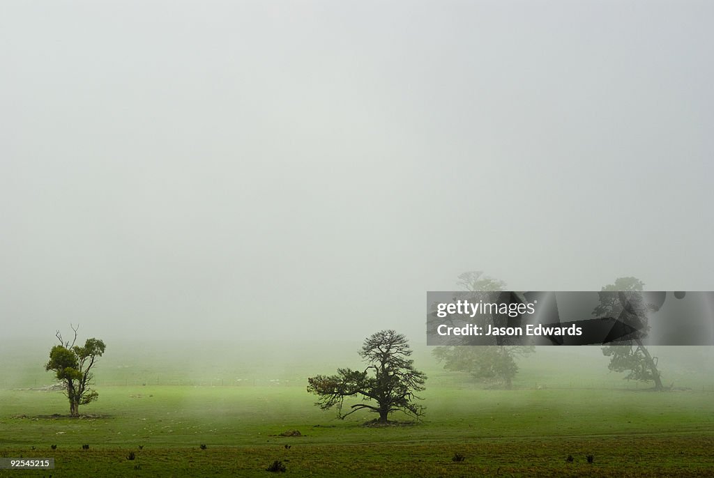 Near Basalt, Daylesford District, Victoria, Australia.