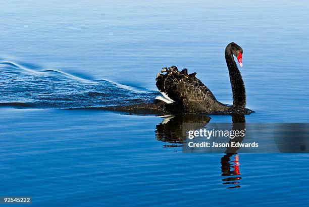 paynesville, victoria, australia. - black swans stock pictures, royalty-free photos & images