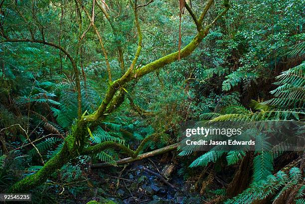 sherbrooke forest, dandenong ranges national park, victoria, australia. - sherbrooke stock pictures, royalty-free photos & images
