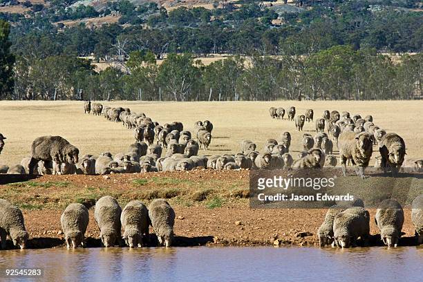 217 Overgrazing Photos and Premium High Res Pictures - Getty Images