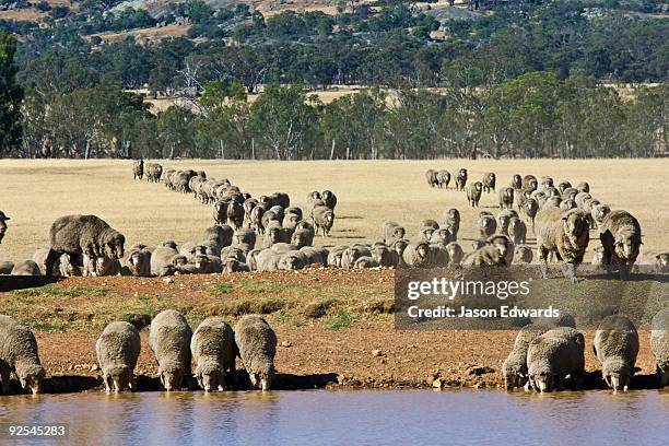 bendigo, victoria, australia. - sheep walking stock pictures, royalty-free photos & images